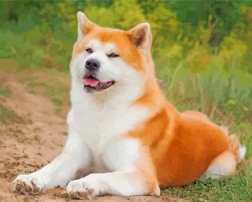 Akita Dog Animal paint by numbers