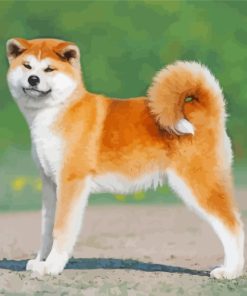 Adorable Akita Dog paint by numbers