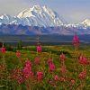 Alaska Denali Mountain paint by numbers