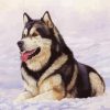 Cute Alaskan Malamute In Snow paint byb numbers