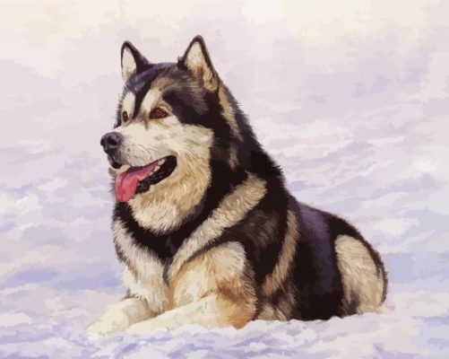 Cute Alaskan Malamute In Snow paint byb numbers