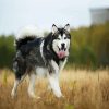 Alaskan Malamute paint by numbers