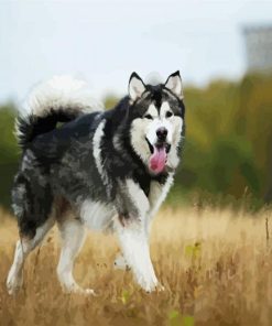 Alaskan Malamute paint by numbers