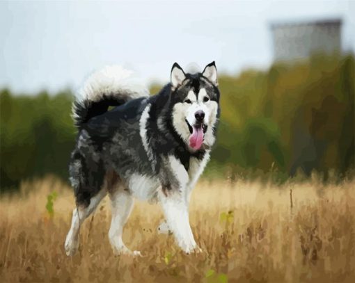 Alaskan Malamute paint by numbers