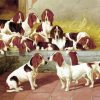 Basset Hound Puppies Dogs paint by numbers