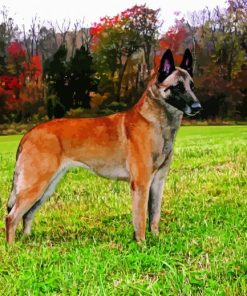 Belgian Malinois Dog paint by numbers