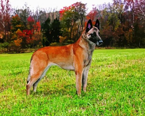 Belgian Malinois Dog paint by numbers