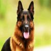Berger Allemand Dog paint by numbers