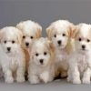 Bichon Puppies Dogs paint by numbers