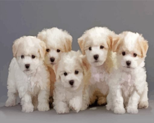 Bichon Puppies Dogs paint by numbers