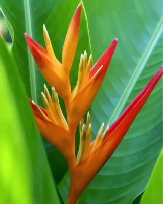 Bird Of Paradise Plant paint by numbers