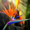 Bird Of Paradise paint by numbers