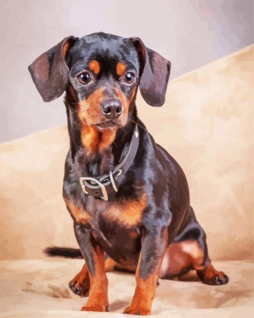 Black Brown Chiweenie paint by numbers