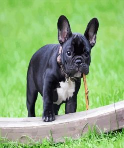 Black French bulldog paint by numbers