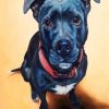 Black Staffordshire Bull Terrier paint by numbers