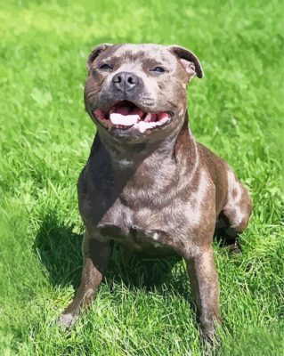 Adorable Staffordshire Bull Terrier Dog paint by numbers