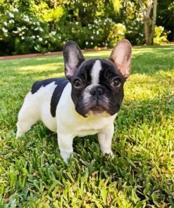 Black And White Frenchie Bulldog paint by numbers