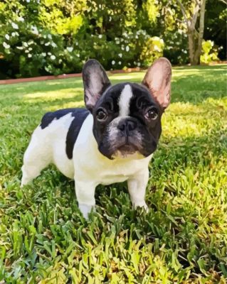 Black And White Frenchie Bulldog paint by numbers