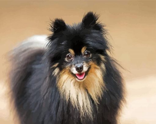 Black Pomeranian Dog paint by numbers