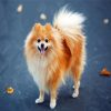 Cute Blonde Pomeranian paint by numbers