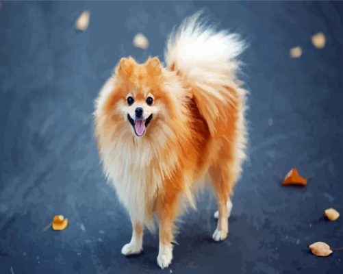 Cute Blonde Pomeranian paint by numbers