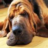 Cute Bloodhound Sleeping paint by numbers