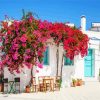 Blooming Bougainvillea Flowers paint by numbers