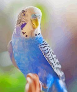 Blue Budgie paint by numbers