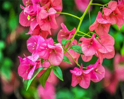 Pink Bougainvillea Flowers paint by numbers