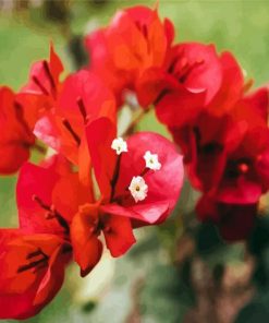 Aesthetics Bougainvilleas Flowers paint by numbers