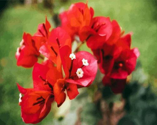 Aesthetics Bougainvilleas Flowers paint by numbers