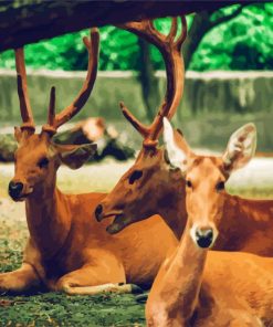 Brown Bucks Animals paint by numbers