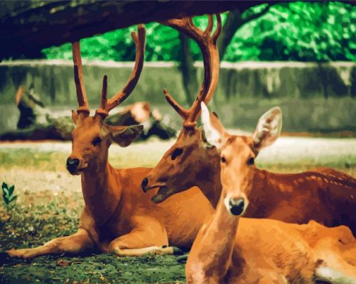 Brown Bucks Animals paint by numbers