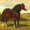 Brown Shire Horse Animal paint by numbers