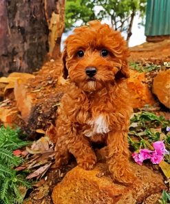 Adorable Cavoodle Dog paint by numbers