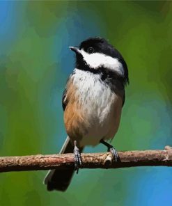 Chickadee Bird paint by numbers