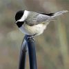 Cute Chickadee Bird paint by numbers