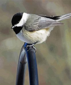 Cute Chickadee Bird paint by numbers