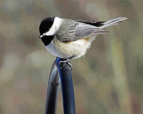 Cute Chickadee Bird paint by numbers