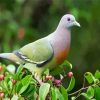 Columbidae Dove paint by numbers