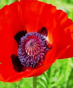 Red Coquelicot Poppy paint by numbers