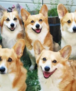 Cute Corgis Dogs paint by numbers