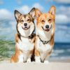 Corgis Puppies Dogs paint by numbers