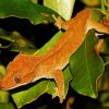 Crested Gecko Lizard paint by numbers