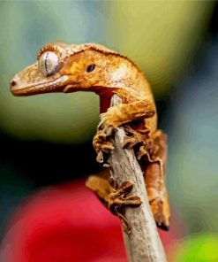 Crested Gecko Reptile paint by numbers