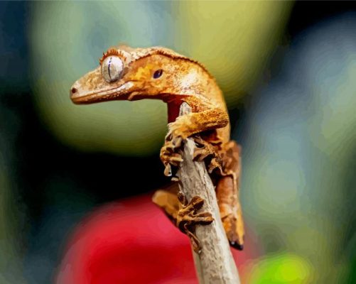 Crested Gecko Reptile paint by numbers