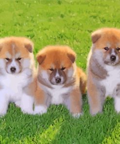 Cute Akita Puppies Dogs paint by numbers