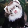 Cute Ferret Animal paint by numbers