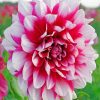 Pretty Dahlia Flower paint by numbers