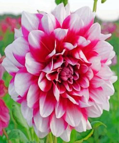 Pretty Dahlia Flower paint by numbers